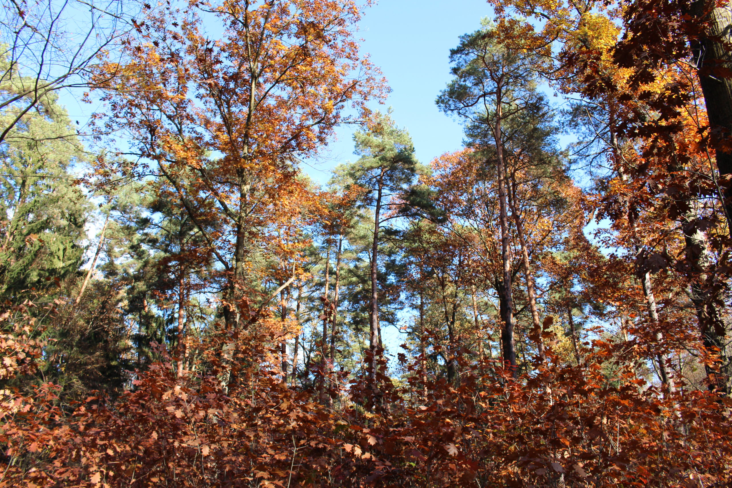 Herbstliche Laubbäum