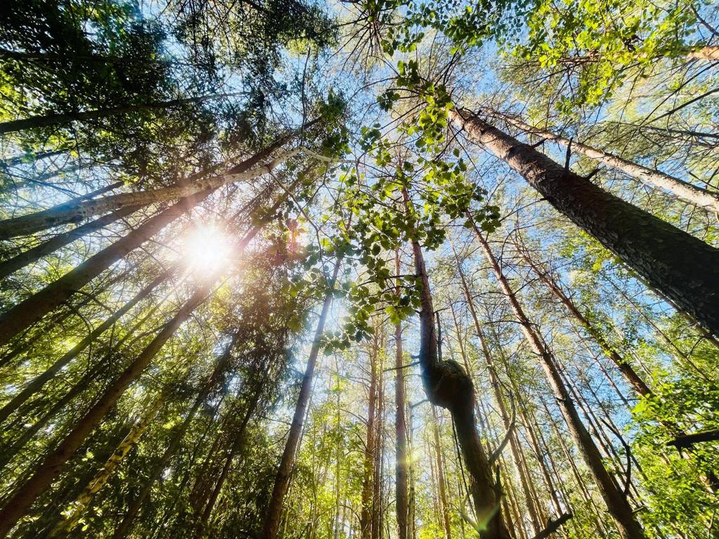 grüne Laubbäume von unten